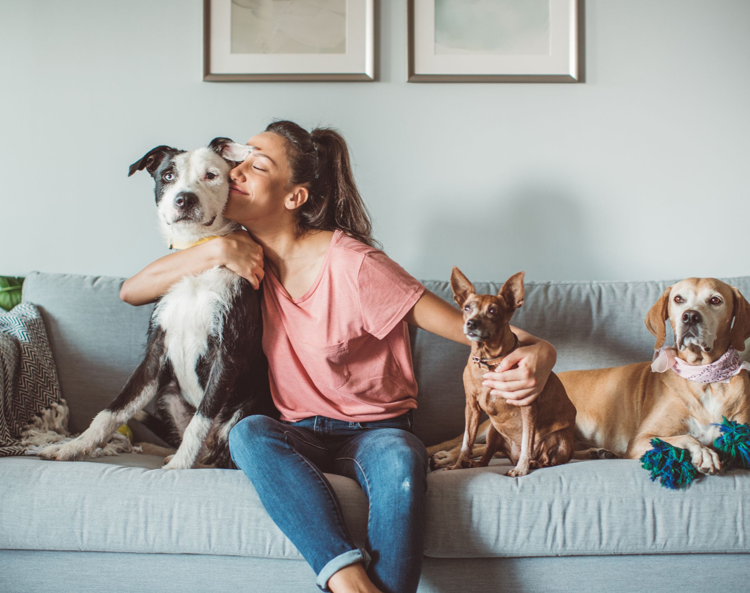 sofa mascotas